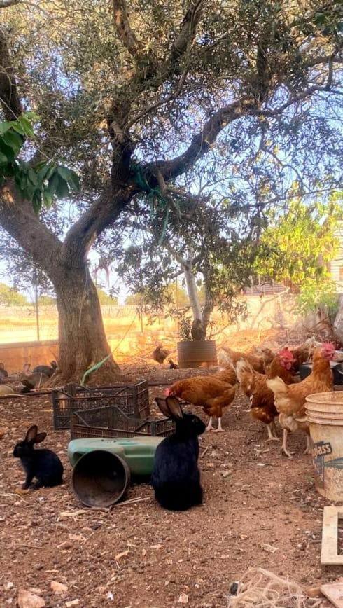 Masseria Parco Delle Casette Алберобело Екстериор снимка